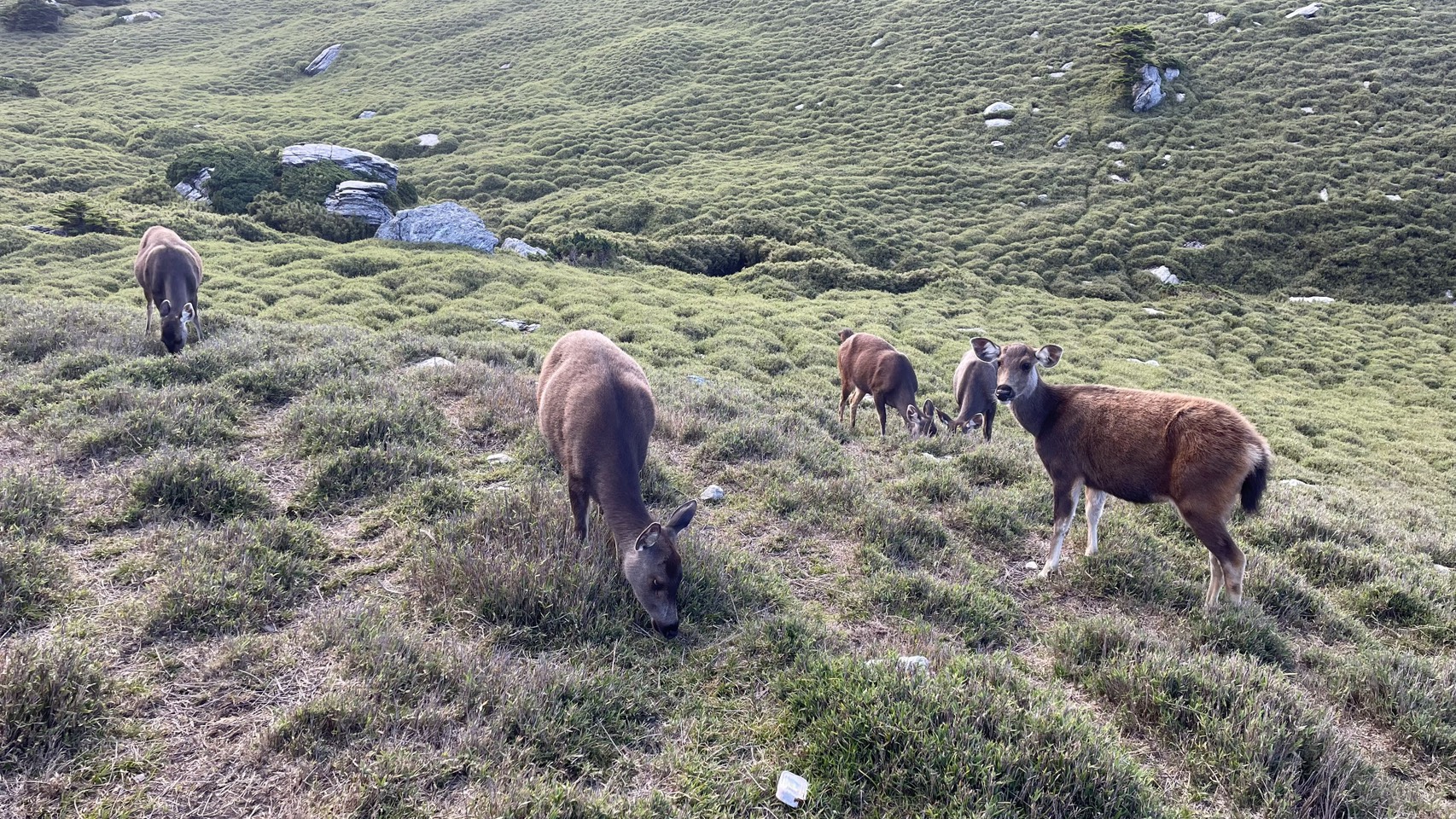 ◈◈ 奔向太平洋的荒野長征 ◈◈ 奇萊東稜六天五夜|咕嚕蛙登山隊|:圖片 6
